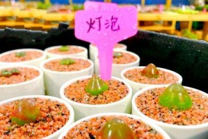 以灯泡多肉怎么养长得好（掌握养殖技巧，打造盛开灯泡多肉）