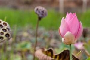 莲子的种植及发芽技巧（学会莲子种植，让你轻松收获健康营养）