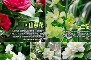 用硫酸亚铁浇杜鹃花的正确方法（提升杜鹃花生长的关键技巧和注意事项）