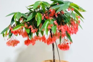 木本植物养护指南（打造绿意盎然的家居花园）