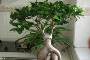 人参榕树叶稀少的补救方法（保护树叶，促进生长）