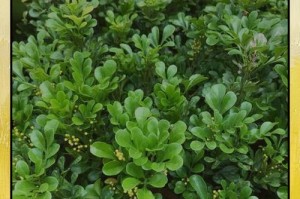 怎样补救米兰叶子发软的问题（解决叶子发软的技巧及注意事项）