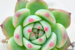 多肉吉娃莲的养殖方法（打造迷人花园，轻松种植多肉吉娃莲）