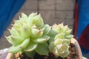 多肉养护指南（手把手教你成为多肉养护高手）