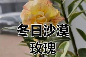 冬季沙漠玫瑰保温的方法与技巧（沙漠玫瑰保温，让美丽经得起寒冷考验）