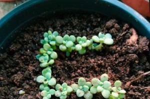 室内肉肉花的养殖技巧（打造独特的室内绿色空间，享受肉肉花带来的舒适与美）