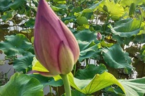 荷花怎样摘种——探索荷花繁殖之道（荷花繁殖技巧及注意事项）