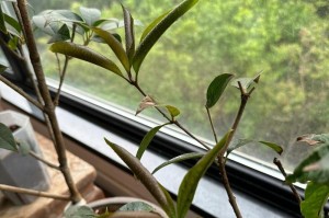 怎样应对桂花烂叶子？（教你几招让桂花重新焕发生机）