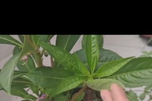 解密凤仙花（探究凤仙花的生命周期及特点，一起来了解吧！）