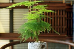 如何通过科学方法让文竹长高（掌握关键技巧，提升文竹生长高度）