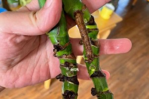 如何有效防治以龟背竹有虫子（简单而实用的方法帮助你摆脱龟背竹虫害问题）