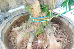 如何正确施肥罗汉松盆栽（一起了解罗汉松肥料的选择和施肥技巧）