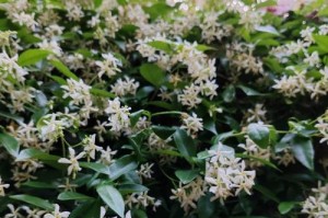 风车茉莉开花时间及特点解析（探寻风车茉莉的神秘开花时间与独特特点）