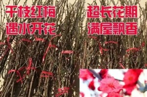 干枝花的养殖技巧与方法（掌握关键诀窍，打造美丽干枝花园）