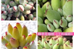 夏季养护达摩福娘多肉的秘诀（打造健康多肉，享受炎炎夏日的美景）