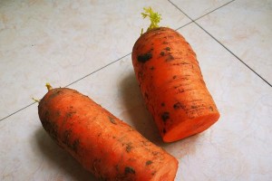 胡萝卜的种植方法探究（多种方式种植胡萝卜的优缺点分析）