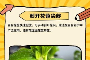 应对百合花黄叶问题的有效方法（探索如何扑救百合花黄叶，保持花卉健康生长）