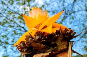 打造美丽花坛的艺术之道——以地涌金莲花开后的修剪技巧（营造花园景观的关键步骤，轻松掌握修剪要领）
