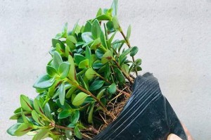 寒冬里不凋零——耐寒花卉盆栽推荐（15种适合在寒冷环境中生长的花卉推荐）