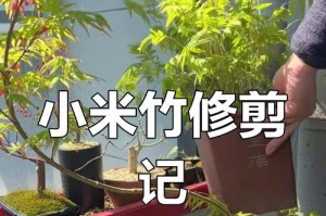 如何修剪长弯竹子（技巧与方法一网打尽）