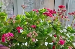 花败后的长寿花护理指南（如何让长寿花重新焕发生机，延长寿命）