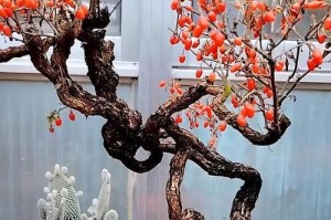 枸骨盆景的养护秘籍（打造迷人的枸骨盆景，从养护开始）