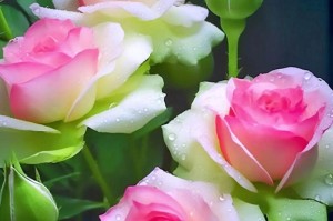 绿色洋桔梗花的养护指南（打造花园中的绚丽风景，学会绿色洋桔梗的养护技巧）