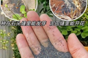 如何照顾花种子（培育美丽的花园从种子开始）