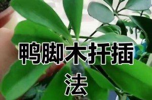 发财树的扦插繁殖技巧（简单易行的方法让你轻松变身“发财树种植大师”）