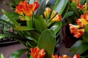 7月君子兰开花怎么样养护（打造花期鲜艳的君子兰花园）