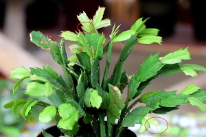 茉莉夏天叶子发黄的原因及处理方法（茉莉夏季叶片黄化的原因分析与治理技巧）