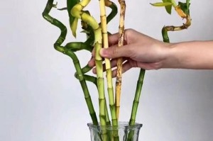 绿萝叶上有虫子，你需要做什么？（绿萝虫害防治攻略，让你的植物健康茁壮）