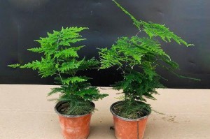 探秘文竹的种植技巧（打造绿意盎然的文竹家园）