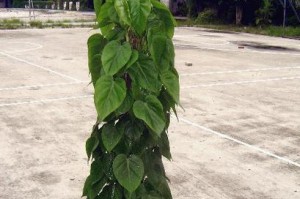 救治以心叶藤掉叶子的方法（关于以心叶藤掉叶子现象的原因和应对措施）