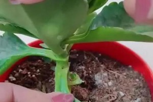 如何处理长寿花主干生根问题（有效解决长寿花主干生根引发的困扰）