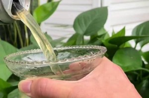 绿萝养护宝典（掌握浇水技巧，让绿萝茁壮成长）