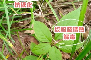 探寻绞股蓝的植物奥秘（一种神奇的多年生草本植物）