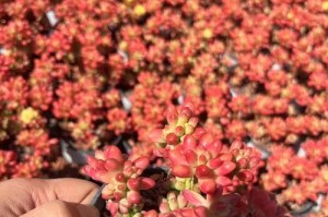《多肉红之玉的养护指南》（打造独特多肉花园的秘籍）