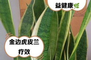金边虎皮兰的繁殖技巧（掌握金边虎皮兰的繁殖方法，让你的花园更加美丽）