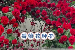 探秘花种子的成长之路（从花朵到种子，生命的传承与延续）
