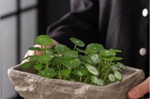水培盆的使用指南（简单易学的水培方法与技巧）