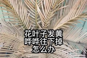 处理花叶子变黄的方法（如何修复植物叶片的黄化问题）