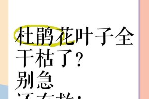 杜鹃慢慢枯萎了，我们能怎么办？（保护生态环境，拯救濒危植物）