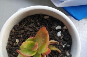 火祭花语与寓意解析（探究古老祭祀背后的神秘象征）