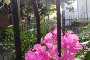 花种采集的技巧与方法（探索花朵的无限美丽，从采集开始）
