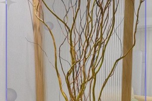 碧光环发芽后的养殖指南