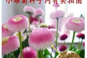 不同季节的雏菊浇水技巧（春夏秋冬，四季有别，掌握这些技巧，让你的雏菊健康茁壮）