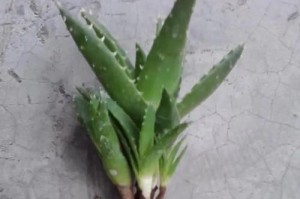 芦荟养的没有交了，到底是为什么？（探究芦荟养的没有交的原因与解决方法）