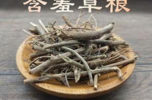 揭秘含羞草的根形态（探寻含羞草根的神秘世界）