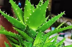 全面养护芦荟，掌握关键技巧（培育绿色生活，让芦荟健康成长）